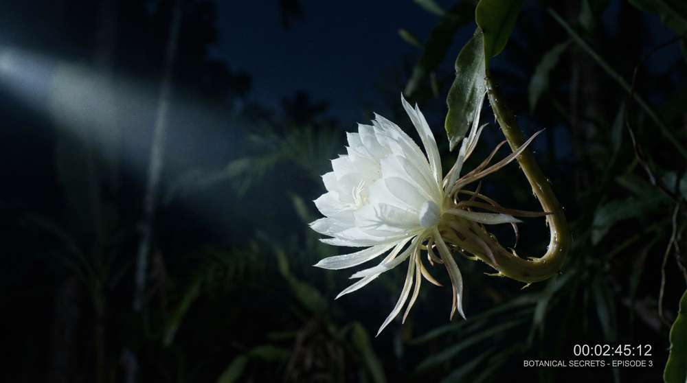 17c一起草植物视频-夜间开花延时摄影